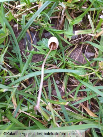 Conocybe apala