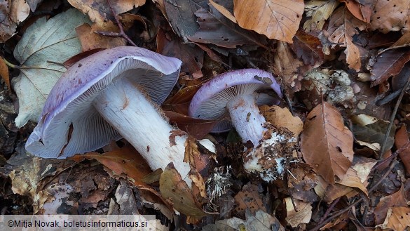 Cortinarius caerulescens