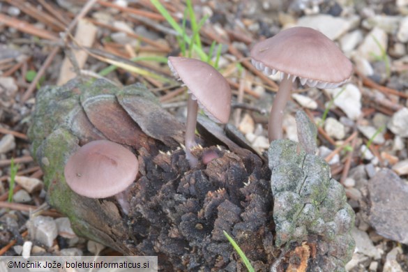 Mycena seynii