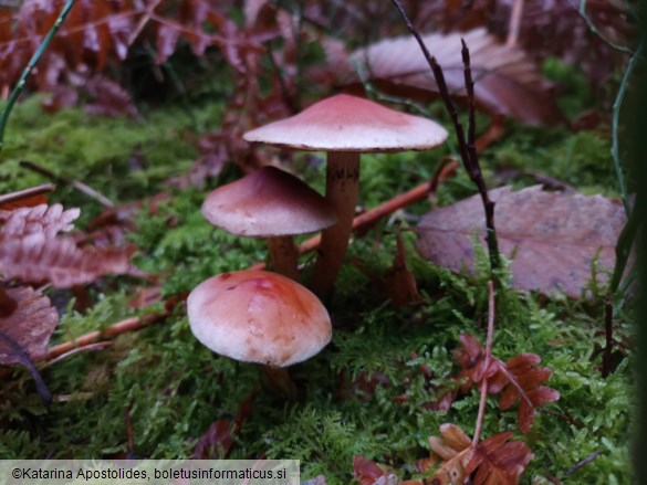 Hypholoma lateritium