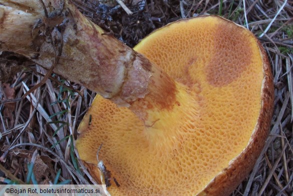 Suillus tridentinus