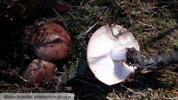 Tricholoma pessundatum