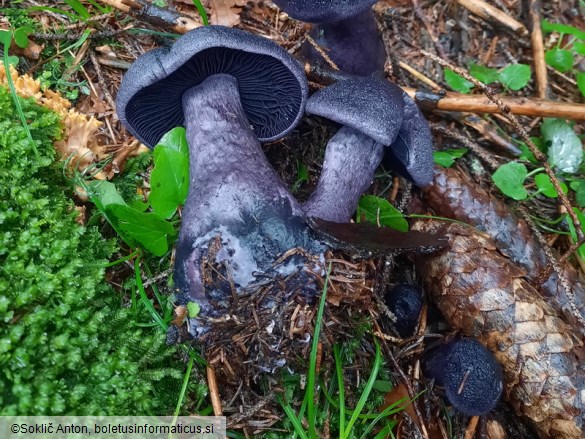 Cortinarius hercynicus