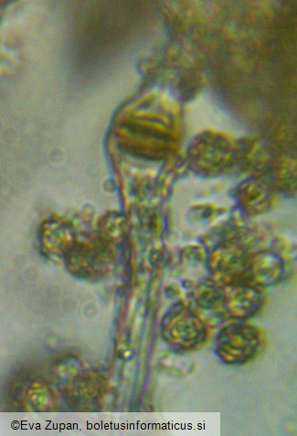 Tulostoma brumale