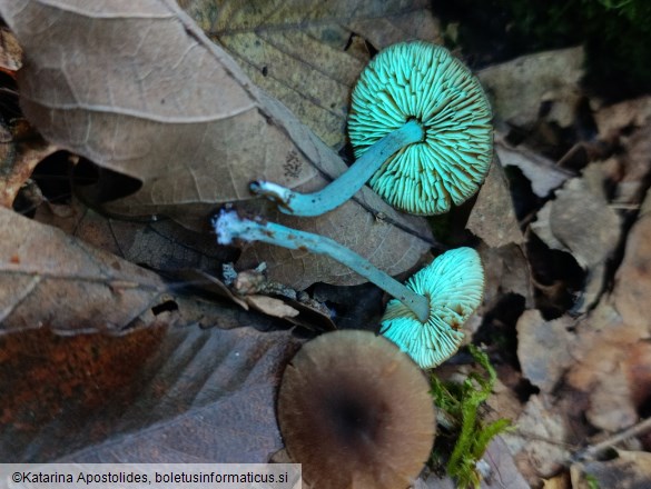 Callistosporium luteo-olivaceum