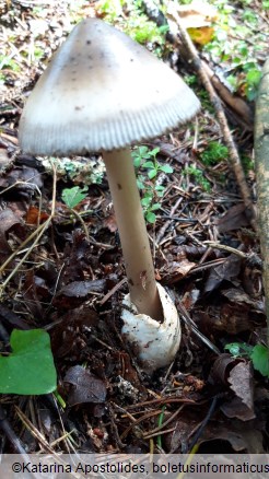 Amanita battarrae