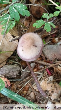 Mycena pura