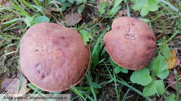 Boletus queletii