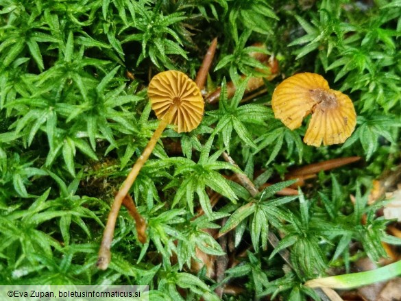 Galerina nana