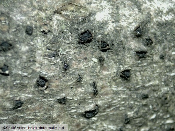 Hercospora tiliae