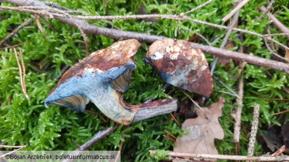 Boletus pulverulentus