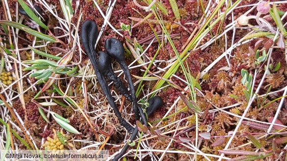 Geoglossum glabrum