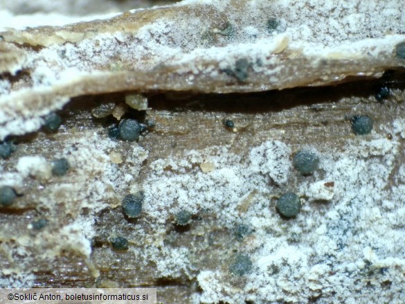 Vexillomyces atrovirens