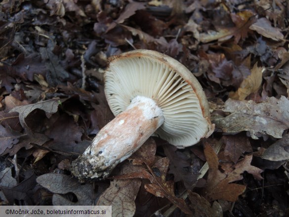 Russula albonigra f. pseudonigricans