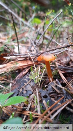 Hygrocybe conica