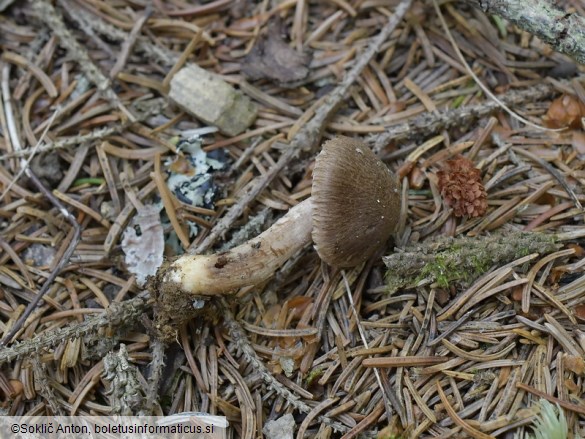 Inocybe subcarpta