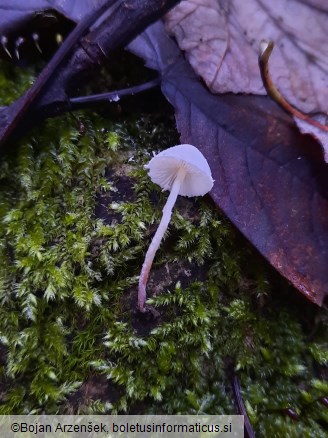 Cystolepiota seminuda