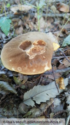 Butyriboletus appendiculatus