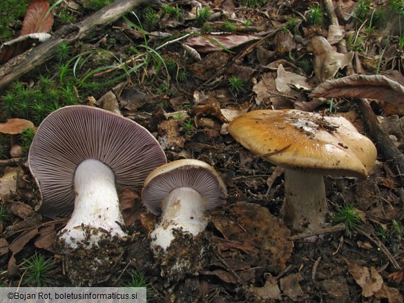 Cortinarius glaucopus var. glaucopus