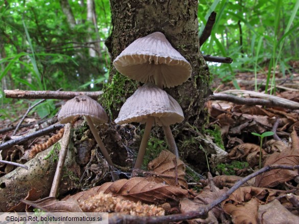 Mycena polygramma