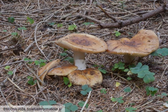 Russula fragrans