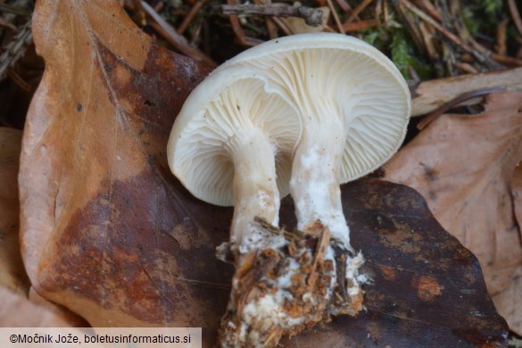 Clitocybe phaeophthalma