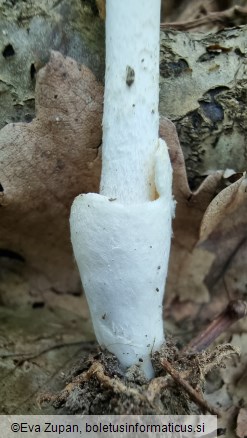 Amanita subnudipes