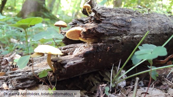 Pholiota tuberculosa