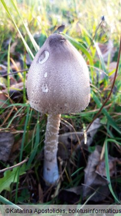 Macrolepiota rickenii