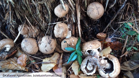 Agaricus bisporus