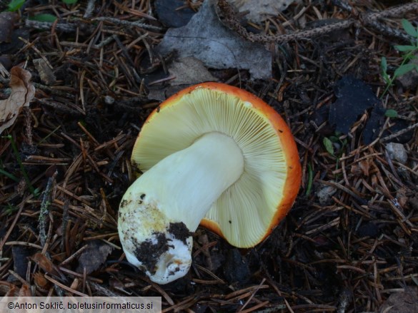 Russula aurea