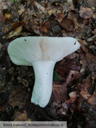 Russula heterophylla