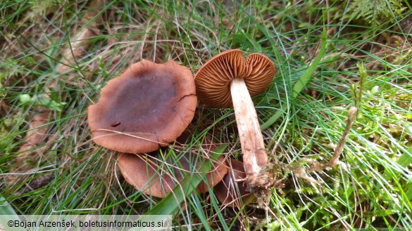 Cortinarius cinnamomeus