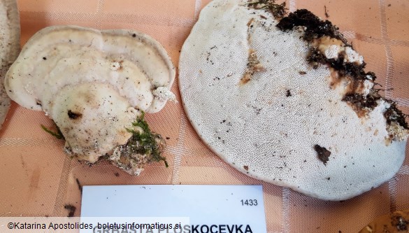 Trametes gibbosa