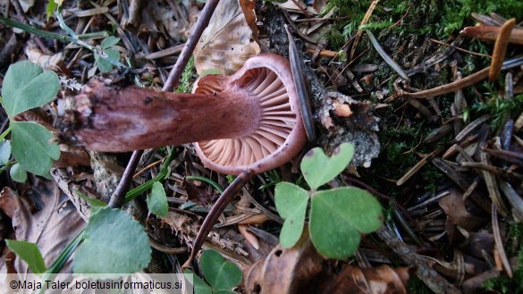 Hygrophorus capreolarius
