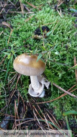 Amanita battarrae