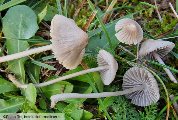 Mycena aetites
