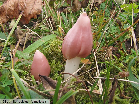 Hygrocybe calyptriformis