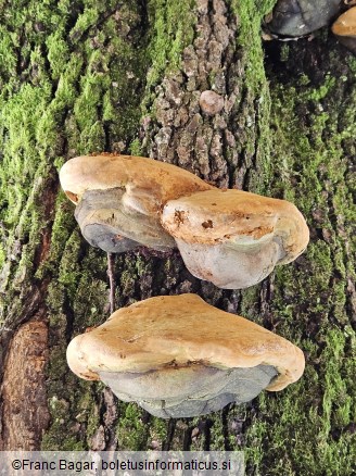 Phellinus robustus