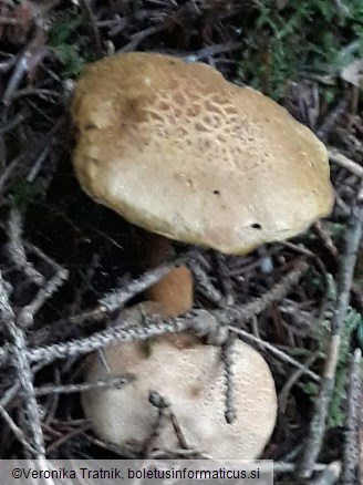 Pseudoboletus parasiticus