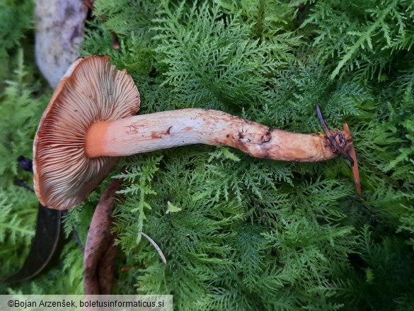 Pholiota astragalina