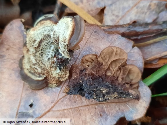 Auricularia mesenterica