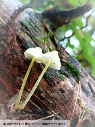 Mycena epipterygia