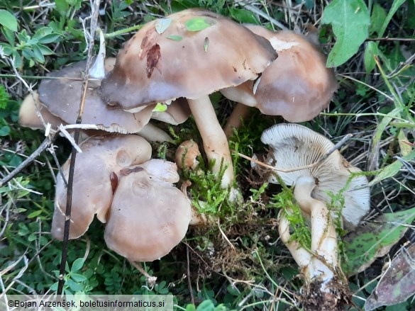 Lyophyllum loricatum