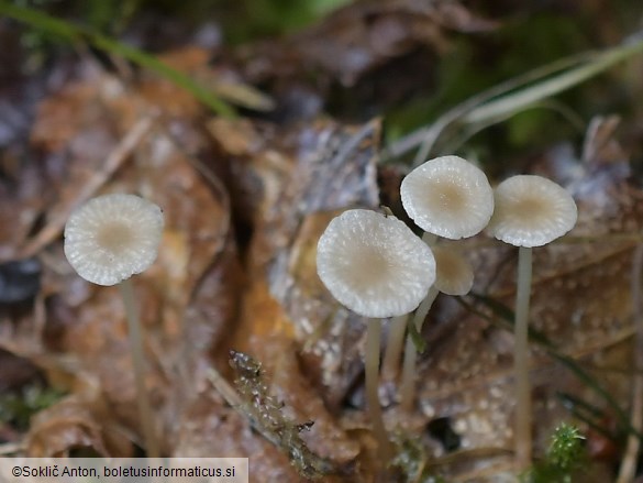 Collybia cirrhata