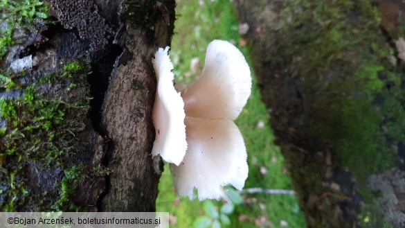 Pleurotus pulmonarius