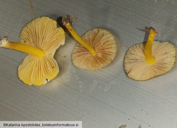 Pluteus vellingae