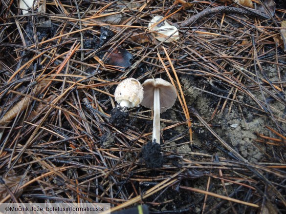 Coprinellus ellisii