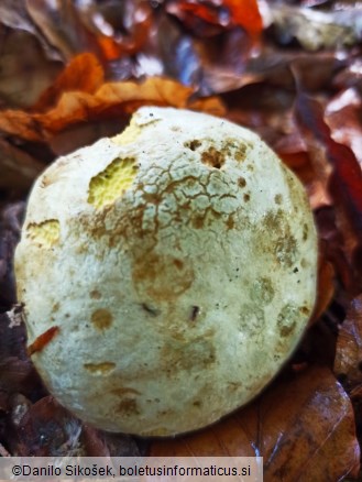 Boletus rhodoxanthus