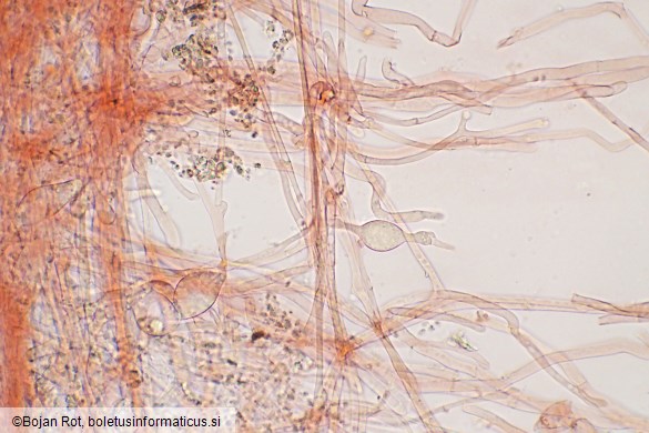 Clitocybe phaeophthalma